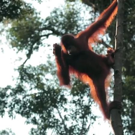 Orangutan Shaka Houseboat With Cabin Pangkalanbuun Zewnętrze zdjęcie