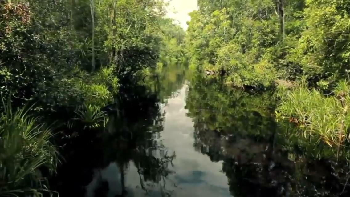 Orangutan Shaka Houseboat With Cabin Pangkalanbuun Zewnętrze zdjęcie