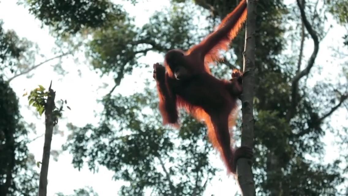 Orangutan Shaka Houseboat With Cabin Pangkalanbuun Zewnętrze zdjęcie
