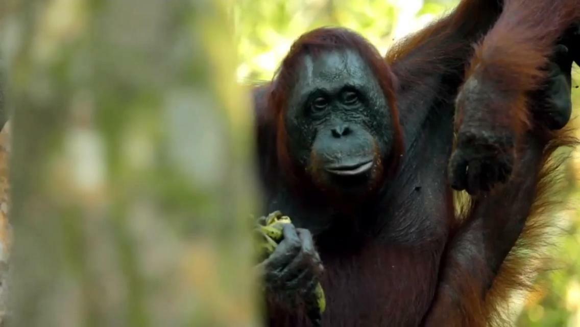 Orangutan Shaka Houseboat With Cabin Pangkalanbuun Zewnętrze zdjęcie