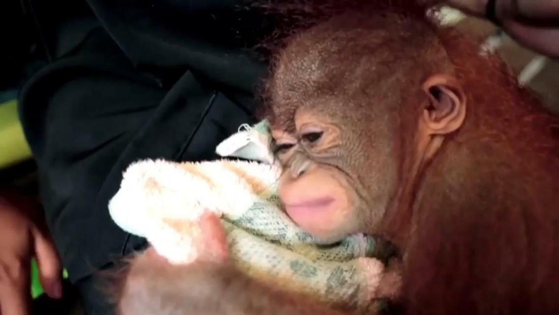 Orangutan Shaka Houseboat With Cabin Pangkalanbuun Zewnętrze zdjęcie