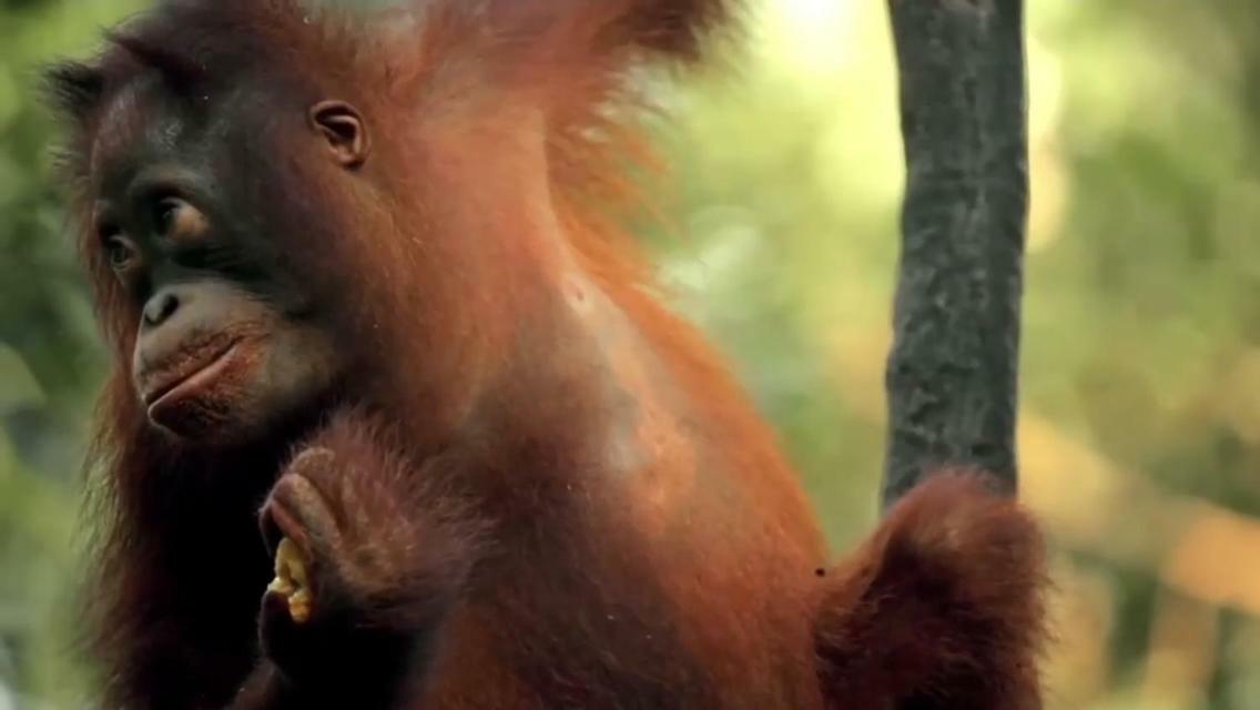 Orangutan Shaka Houseboat With Cabin Pangkalanbuun Zewnętrze zdjęcie