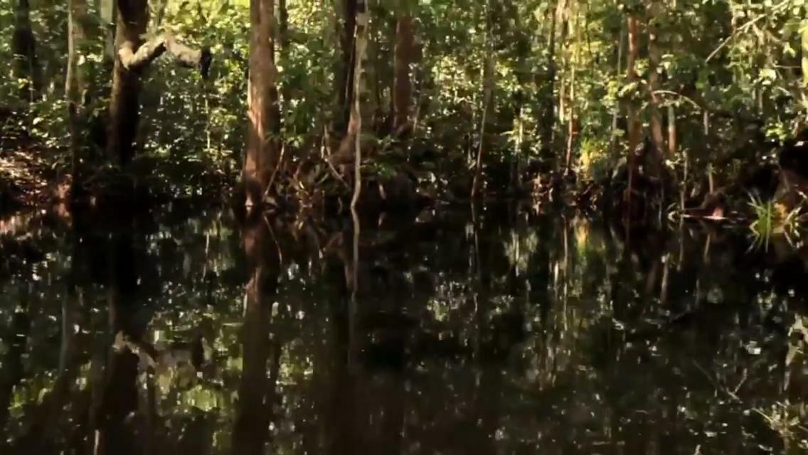Orangutan Shaka Houseboat With Cabin Pangkalanbuun Zewnętrze zdjęcie