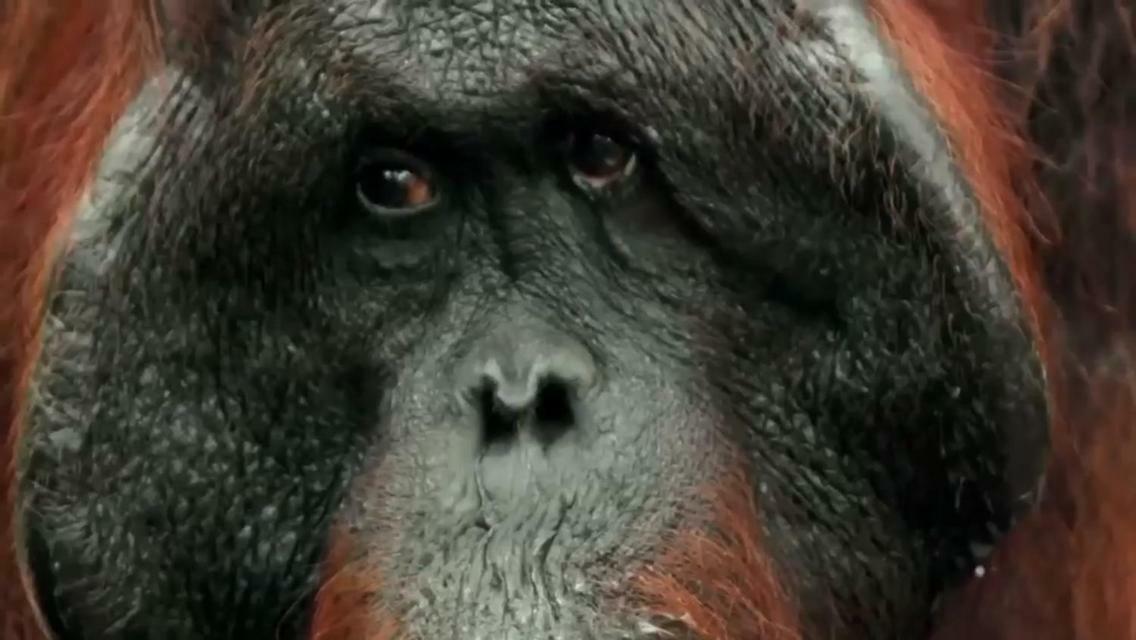 Orangutan Shaka Houseboat With Cabin Pangkalanbuun Zewnętrze zdjęcie