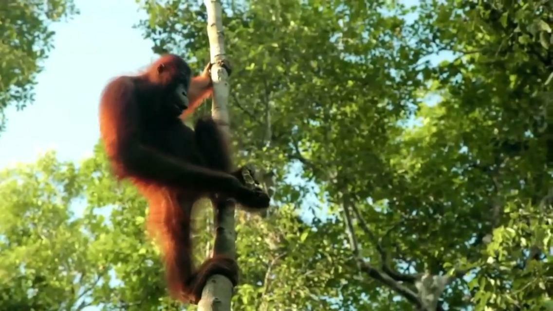 Orangutan Shaka Houseboat With Cabin Pangkalanbuun Zewnętrze zdjęcie