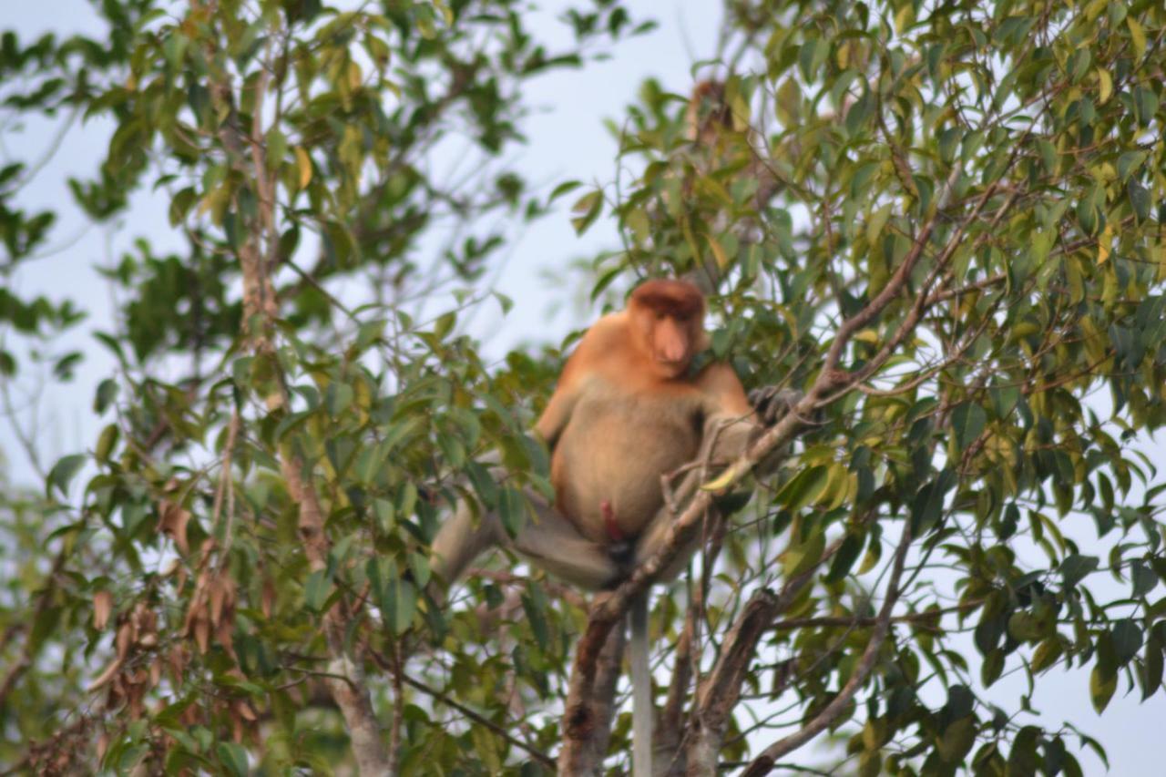 Orangutan Shaka Houseboat With Cabin Pangkalanbuun Zewnętrze zdjęcie