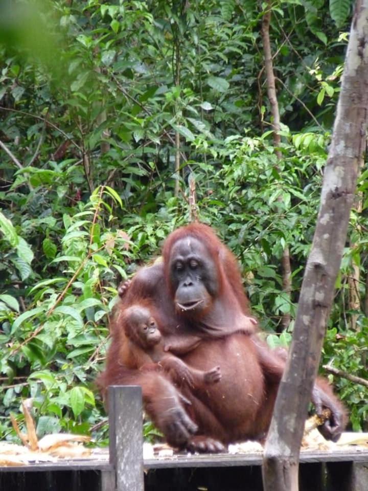 Orangutan Shaka Houseboat With Cabin Pangkalanbuun Zewnętrze zdjęcie