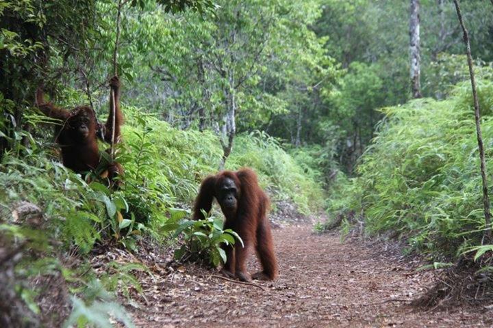 Orangutan Shaka Houseboat With Cabin Pangkalanbuun Zewnętrze zdjęcie