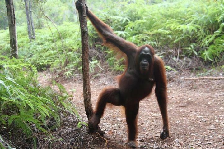 Orangutan Shaka Houseboat With Cabin Pangkalanbuun Zewnętrze zdjęcie
