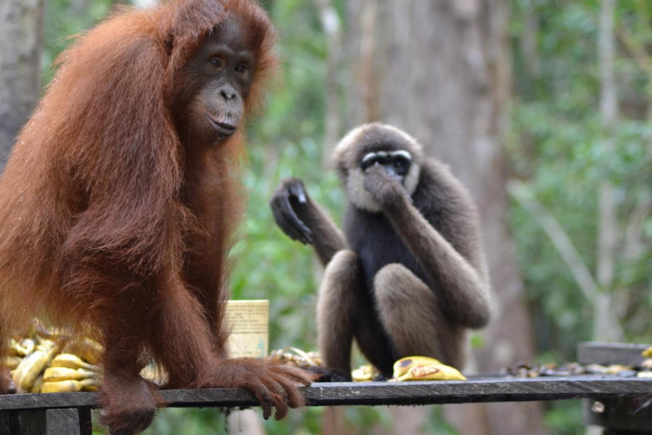 Orangutan Shaka Houseboat With Cabin Pangkalanbuun Zewnętrze zdjęcie
