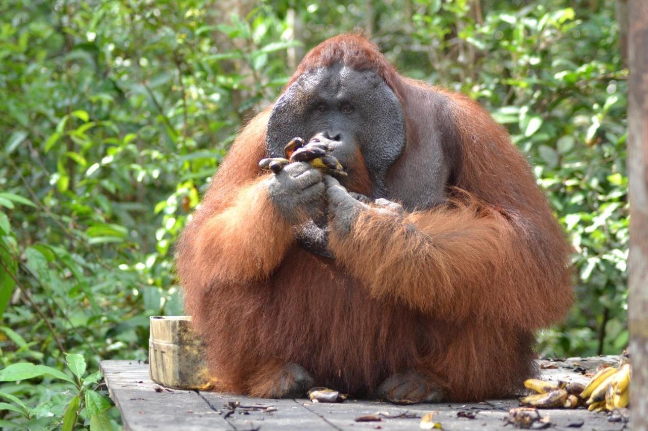 Orangutan Shaka Houseboat With Cabin Pangkalanbuun Zewnętrze zdjęcie