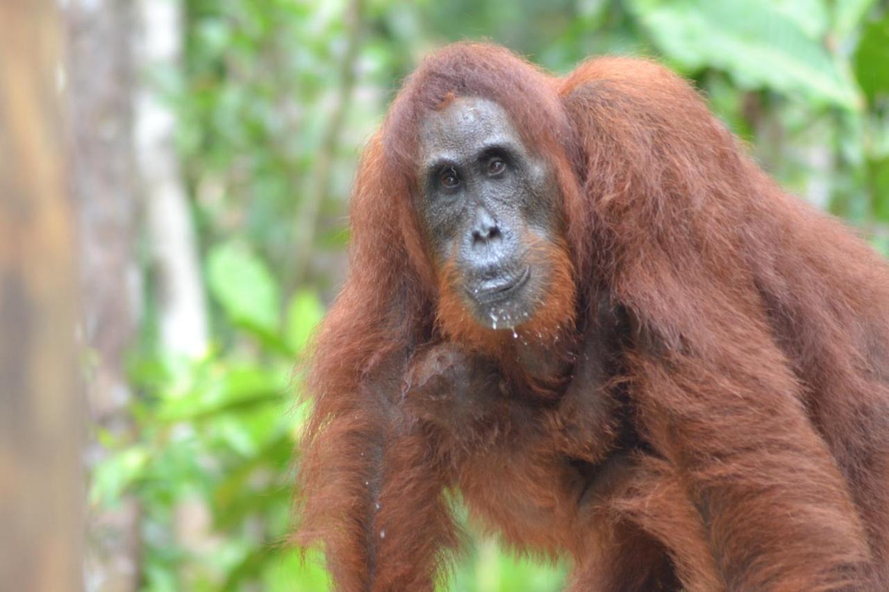 Orangutan Shaka Houseboat With Cabin Pangkalanbuun Zewnętrze zdjęcie