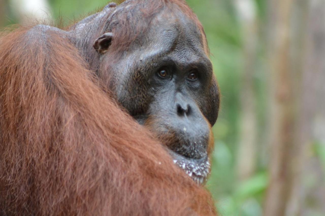 Orangutan Shaka Houseboat With Cabin Pangkalanbuun Zewnętrze zdjęcie