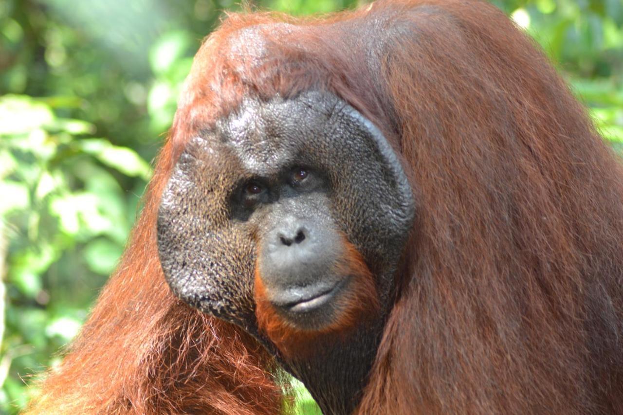 Orangutan Shaka Houseboat With Cabin Pangkalanbuun Zewnętrze zdjęcie