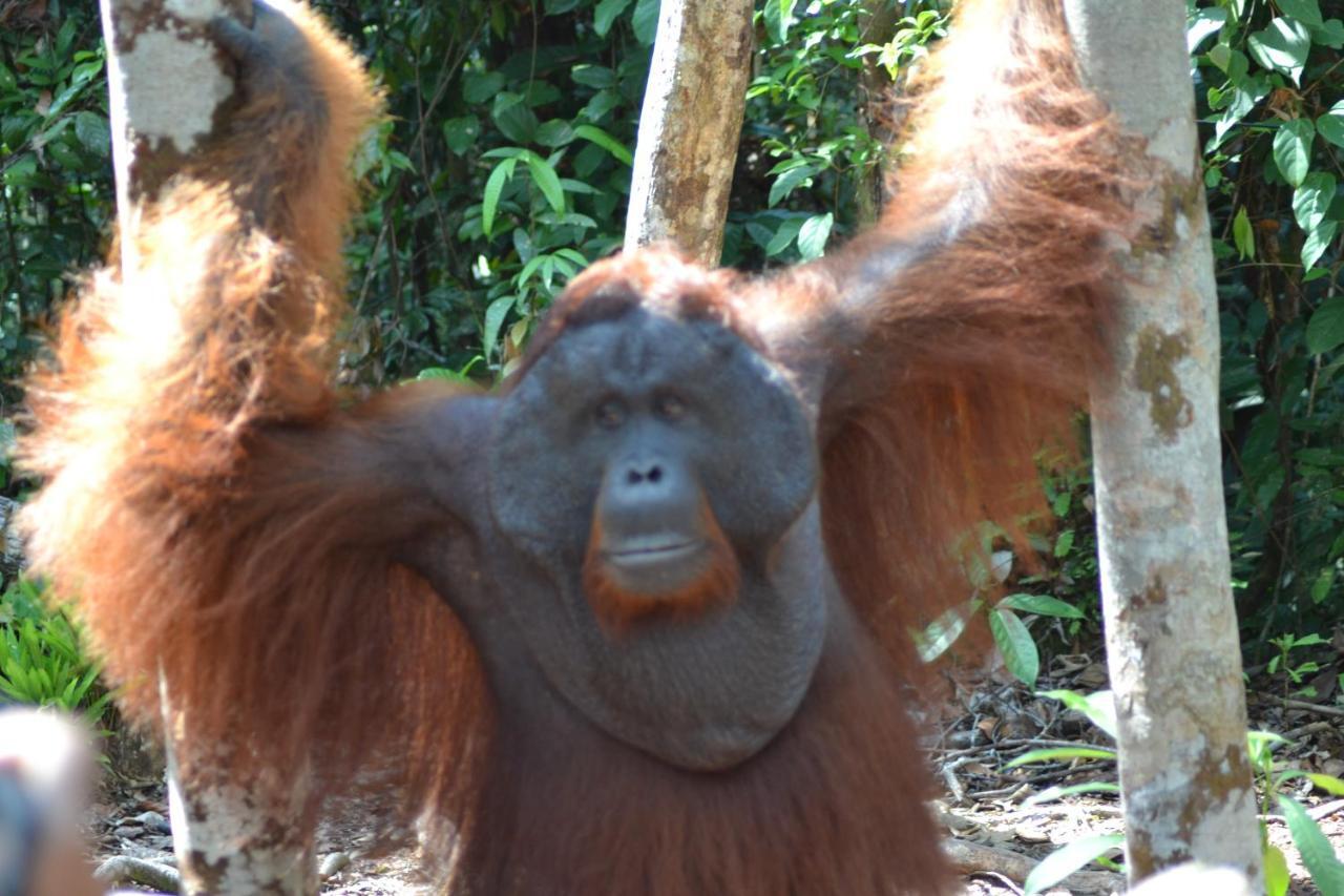 Orangutan Shaka Houseboat With Cabin Pangkalanbuun Zewnętrze zdjęcie