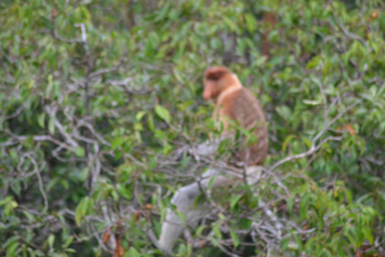Orangutan Shaka Houseboat With Cabin Pangkalanbuun Zewnętrze zdjęcie