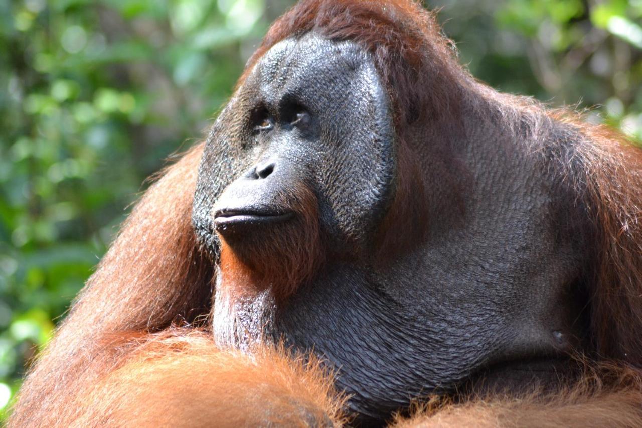 Orangutan Shaka Houseboat With Cabin Pangkalanbuun Zewnętrze zdjęcie